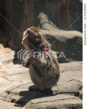 Japanese macaque with injured back Japanese macaque with injured back 121928964