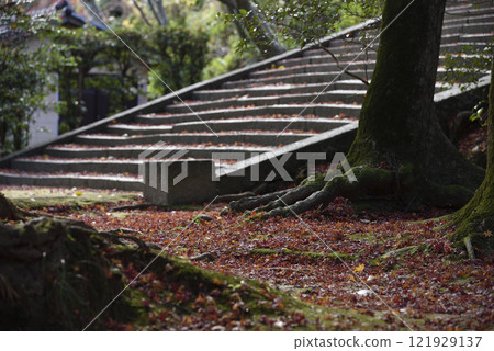 Fallen leaves on the approach to Kosanji Temple Fallen leaves on the approach to Kosanji Temple 121929137
