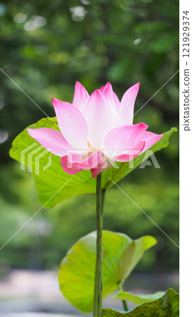 Elegant Pink Lotus Flower Isolated on White Background - Perfect for Spa, Wellness, and Meditation Themes Elegant Pink Lotus Flower Isolated on White Background - Perfect for Spa, Wellness, and Meditation Themes 121929374