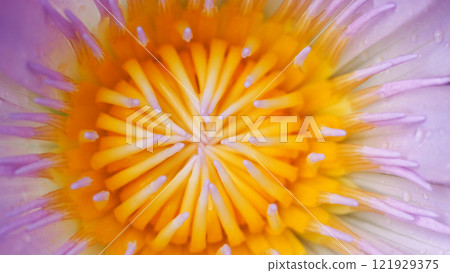 Close-up of Vibrant Water Lily - Stunning Macro Photography for Nature-Themed Decor and Botanical Studies 121929375