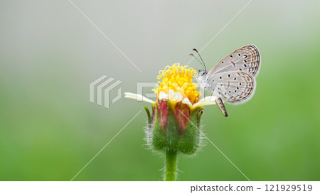 Delicate Butterfly on Green Blade of Grass for Nature and Wildlife Projects 121929519