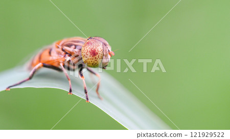 Close-Up of a Fly on a Green Leaf for Nature and Entomology Studies 121929522