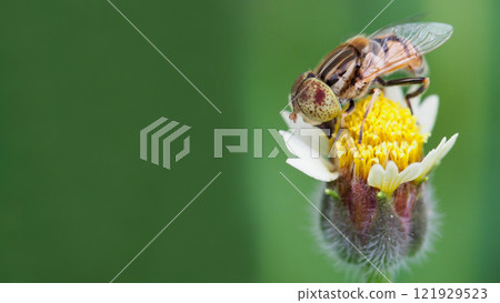 Close-Up of a Fly on a Green Leaf for Nature and Entomology Studies 121929523