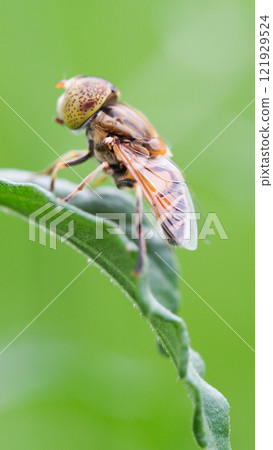 Close-Up of a Fly on a Green Leaf for Nature and Entomology Studies Close-Up of a Fly on a Green Leaf for Nature and Entomology Studies 121929524