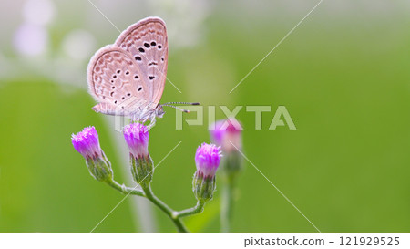 Delicate Butterfly on Green Blade of Grass for Nature and Wildlife Projects Delicate Butterfly on Green Blade of Grass for Nature and Wildlife Projects 121929525