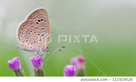 Delicate Butterfly on Green Blade of Grass for Nature and Wildlife Projects Delicate Butterfly on Green Blade of Grass for Nature and Wildlife Projects 121929526
