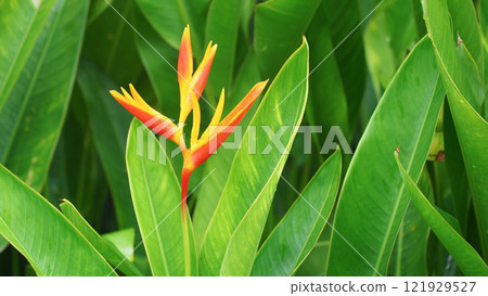 Bright Heliconia Flower Among Lush Green Leaves - Tropical Foliage Background for Natural Decor and Botanical Studies 121929527