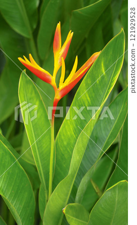 Bright Heliconia Flower Among Lush Green Leaves - Tropical Foliage Background for Natural Decor and Botanical Studies Bright Heliconia Flower Among Lush Green Leaves - Tropical Foliage Background for Natural Decor and Botanical Studies 121929528