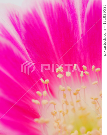 Macro Close-Up of a Vibrant Pink Flower for Botanical and Artistic Studies 121929553