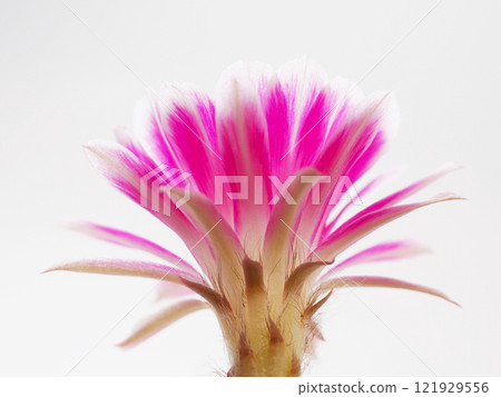 Macro Close-Up of a Vibrant Pink Flower for Botanical and Artistic Studies 121929556