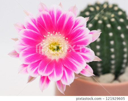 Macro Close-Up of a Vibrant Pink Flower for Botanical and Artistic Studies 121929605