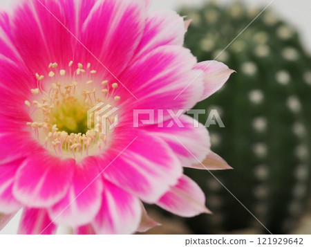 Macro Close-Up of a Vibrant Pink Flower for Botanical and Artistic Studies 121929642