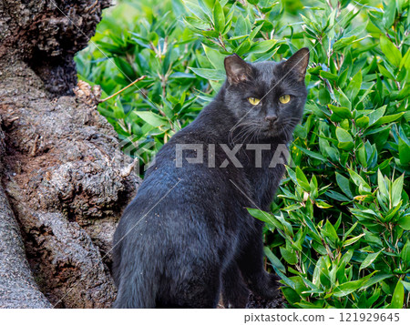 Stray cats in the park 121929645