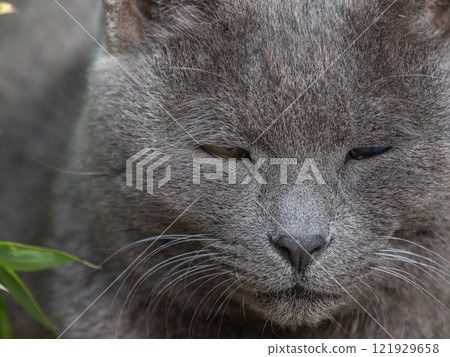 公園裡一隻流浪貓的特寫 公園裡一隻流浪貓的特寫 121929658