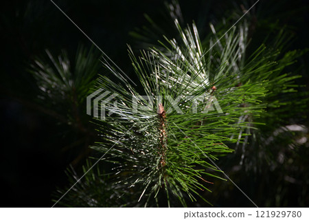 Pine needle 121929780