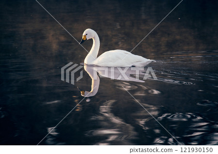 Swans and swaying water Swans and swaying water 121930150