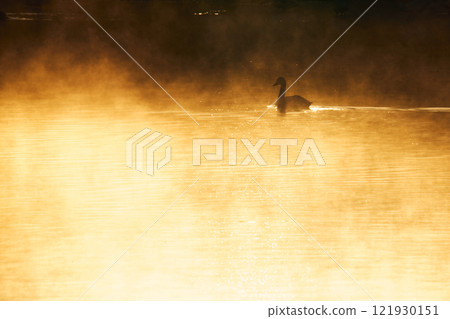 Swans floating on the lake in the morning Swans floating on the lake in the morning 121930151