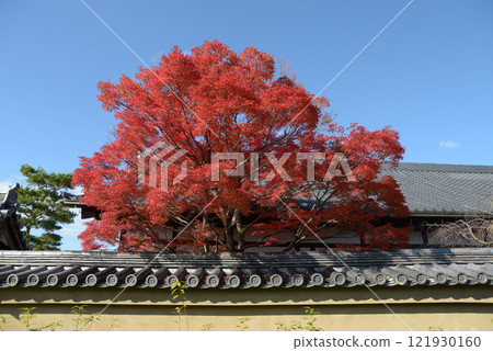 Autumn leaves at Kingyūin Temple, Myoshinji Temple, Hanazono, Ukyo Ward, Kyoto City 121930160