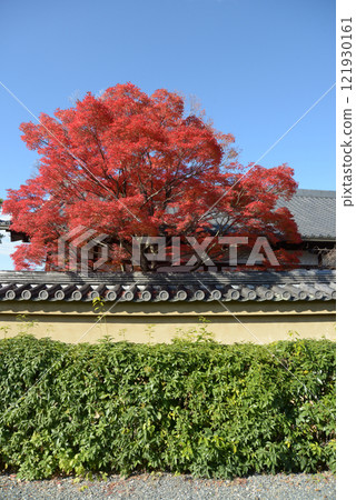 Autumn leaves at Kingyūin Temple, Myoshinji Temple, Hanazono, Ukyo Ward, Kyoto City Autumn leaves at Kingyūin Temple, Myoshinji Temple, Hanazono, Ukyo Ward, Kyoto City 121930161