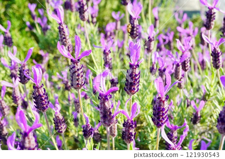 法國薰衣草盛開。 121930543