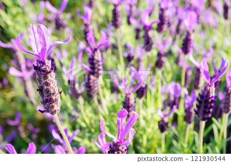法國薰衣草盛開。 法國薰衣草盛開。 121930544
