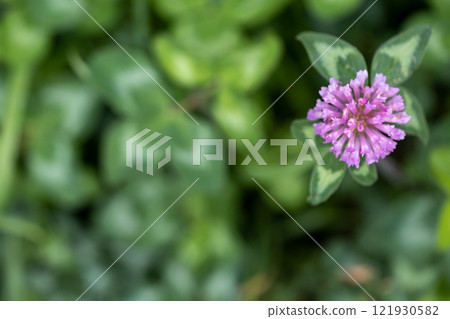 紅三葉草花 121930582