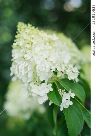 White flower of the paniculate hydrangea Polar Bear with green leaves in garden White flower of the paniculate hydrangea Polar Bear with green leaves in garden 121930632