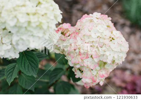 White pink paniculate hydrangea flower Framboisine in the garden 121930633
