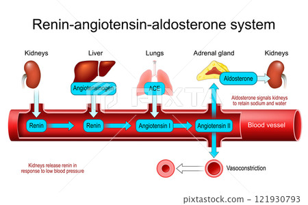 Renin Angiotensin Aldosterone System 121930793