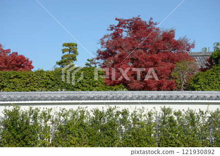 Autumn leaves at Choko-in Temple, Myoshinji Temple, Hanazono, Ukyo Ward, Kyoto City 121930892