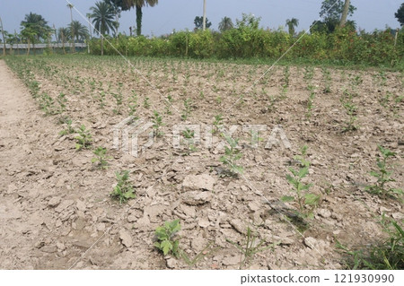 golden and red  chrysanthemum flower plant on farm 121930990