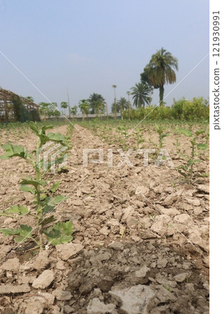 golden and red  chrysanthemum flower plant on farm 121930991