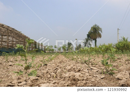 golden and red  chrysanthemum flower plant on farm 121930992