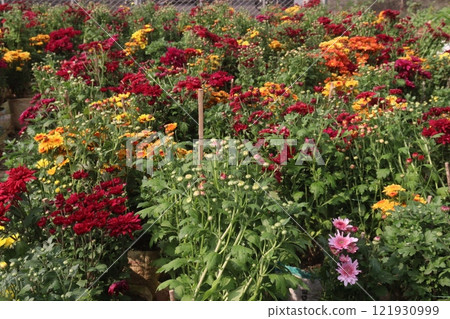 golden and red  chrysanthemum flower plant on farm 121930999