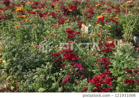golden and red chrysanthemum flower plant on farm golden and red chrysanthemum flower plant on farm 121931006
