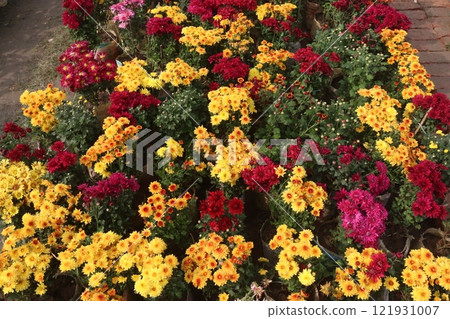 golden and red chrysanthemum flower plant on farm golden and red chrysanthemum flower plant on farm 121931007