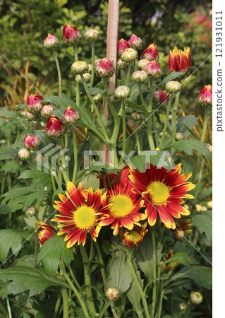 golden and red chrysanthemum flower plant on farm golden and red chrysanthemum flower plant on farm 121931011