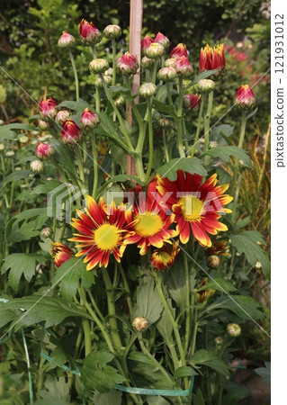 golden and red  chrysanthemum flower plant on farm 121931012