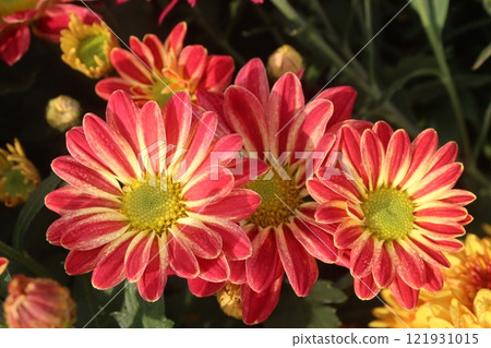 golden and red  chrysanthemum flower plant on farm 121931015
