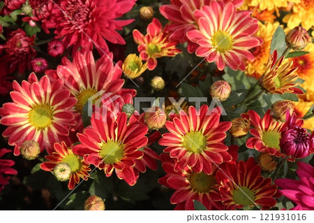 golden and red chrysanthemum flower plant on farm golden and red chrysanthemum flower plant on farm 121931016