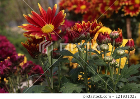golden and red chrysanthemum flower plant on farm golden and red chrysanthemum flower plant on farm 121931022