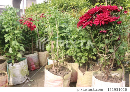 golden and red  chrysanthemum flower plant on farm 121931026