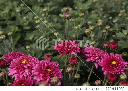 golden and red chrysanthemum flower plant on farm golden and red chrysanthemum flower plant on farm 121931031