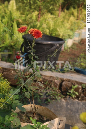golden and red chrysanthemum flower plant on farm golden and red chrysanthemum flower plant on farm 121931032