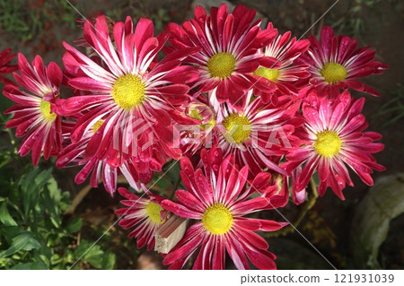 golden and red chrysanthemum flower plant on farm golden and red chrysanthemum flower plant on farm 121931039