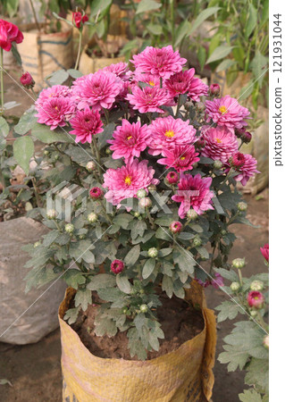 golden and red chrysanthemum flower plant on farm golden and red chrysanthemum flower plant on farm 121931044