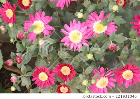 golden and red  chrysanthemum flower plant on farm 121931046