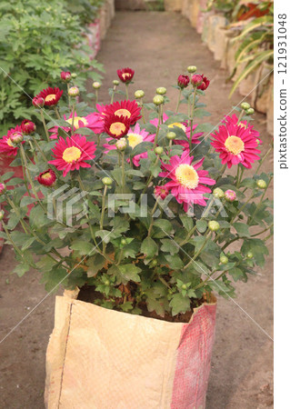 golden and red  chrysanthemum flower plant on farm 121931048