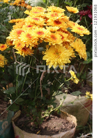 golden and red chrysanthemum flower plant on farm golden and red chrysanthemum flower plant on farm 121931068
