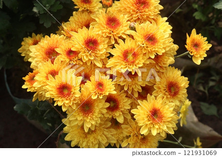 golden and red chrysanthemum flower plant on farm golden and red chrysanthemum flower plant on farm 121931069